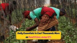 August 2025: South Africa Faces 12% Food Price Surge, Families Grapple with Unaffordable Essentials